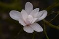 Magnolia stellata Rosea-5 Magnolia gwiaździsta
